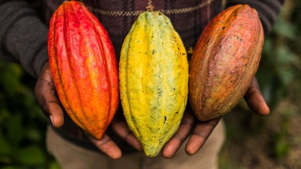 Economie : le Cacao ivoirien promu sur le marché Chinois Economie : le Cacao ivoirien promu sur le marché Chinois