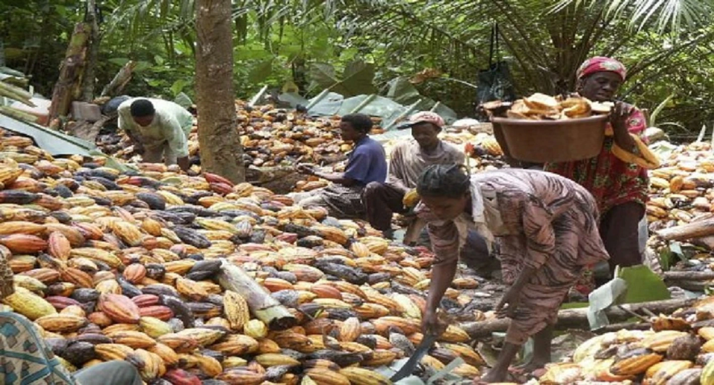 Cacao/ Campagne 2024-2025 : le coût du Kg en Côte d’Ivoire et au Cameroun Cacao/ Campagne 2024-2025 : le coût du Kg en Côte d’Ivoire et au Cameroun